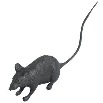 Rat