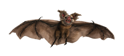 Brown Bat
