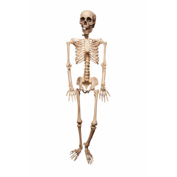 Hanging Poseable Skeleton